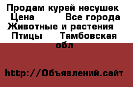 Продам курей несушек › Цена ­ 350 - Все города Животные и растения » Птицы   . Тамбовская обл.